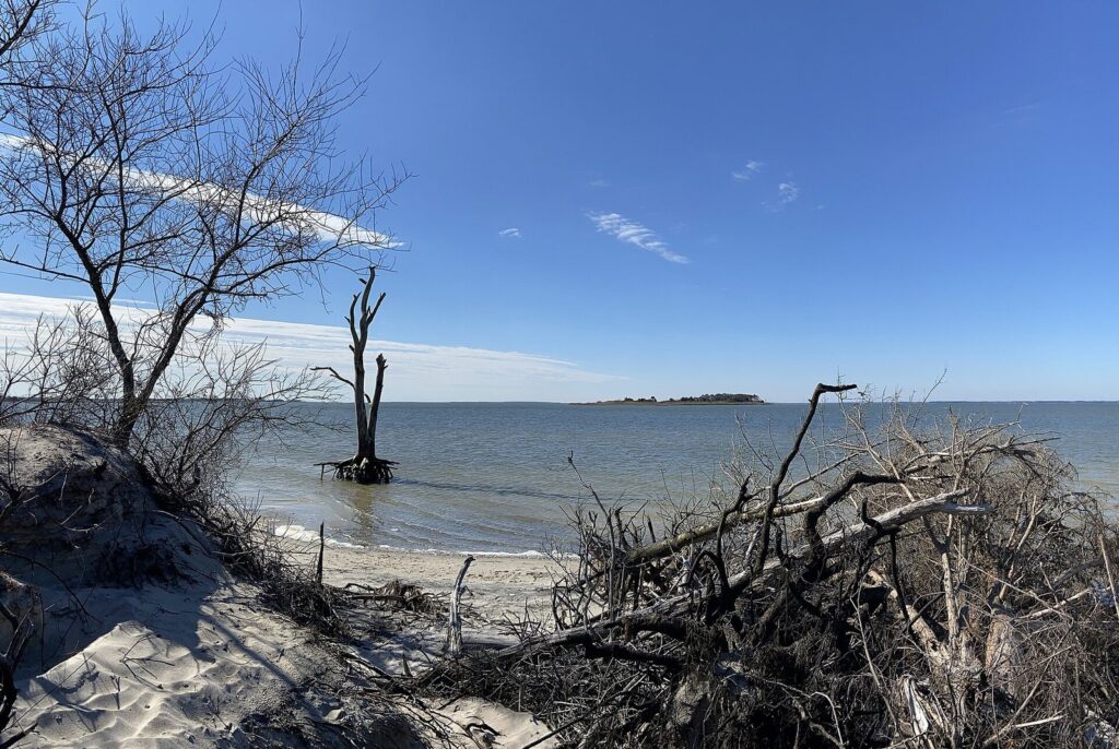 Bare trees and driftwood on the bay shore in late winter, looking out across calm water