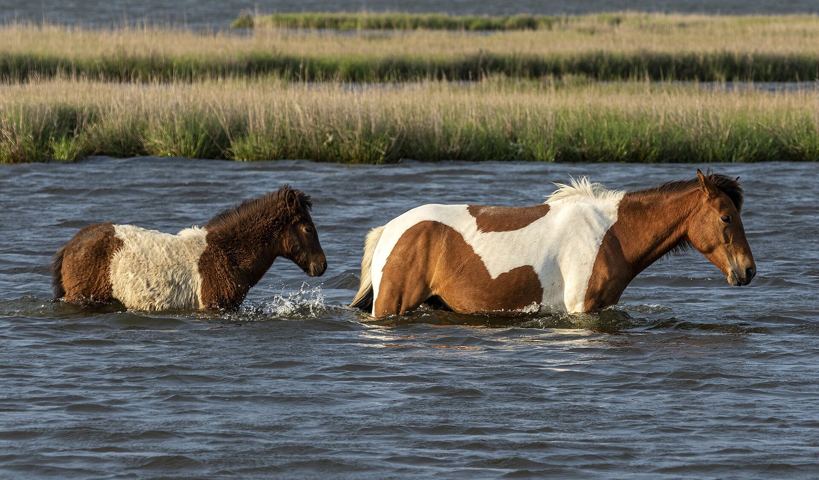 Assateague Island: The Complete Guide to Maryland’s Wild Horse Island