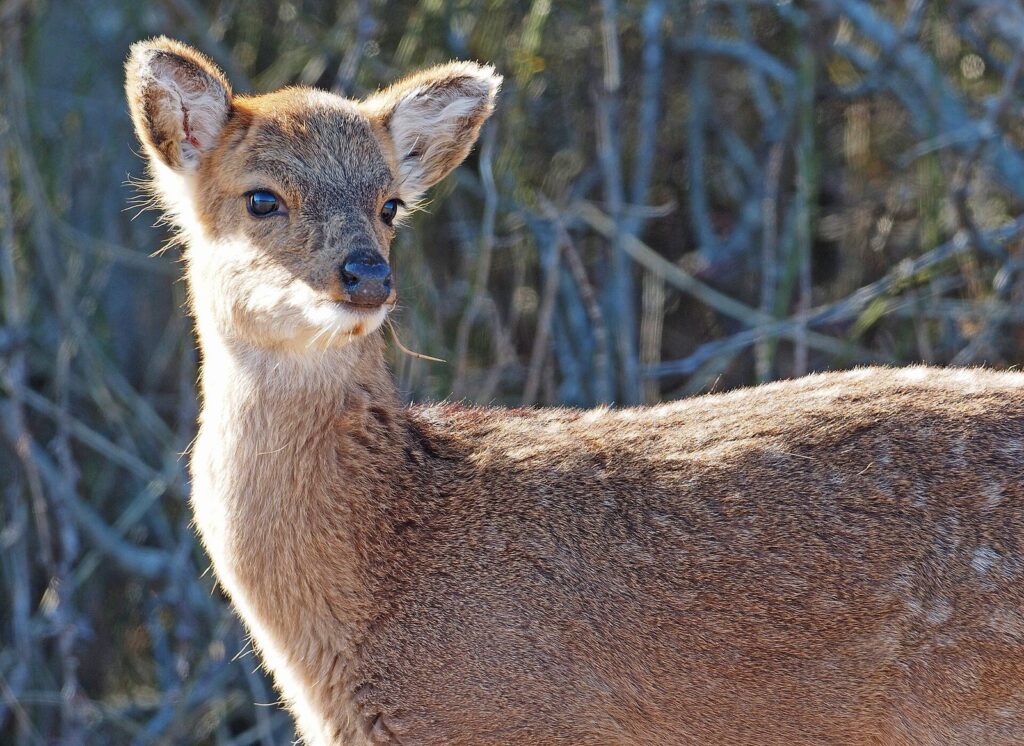 A young sika deer looking toward the camera among bare shrubs in the state park