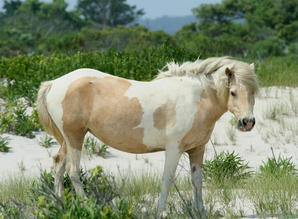 A cream-and-white pinto horse standing among dune grasses on the sand