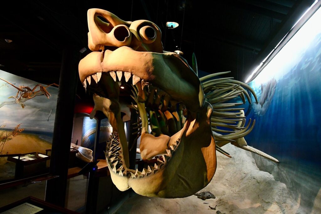 A life-size reconstruction of a megalodon shark's gaping jaws and skeleton in a museum gallery