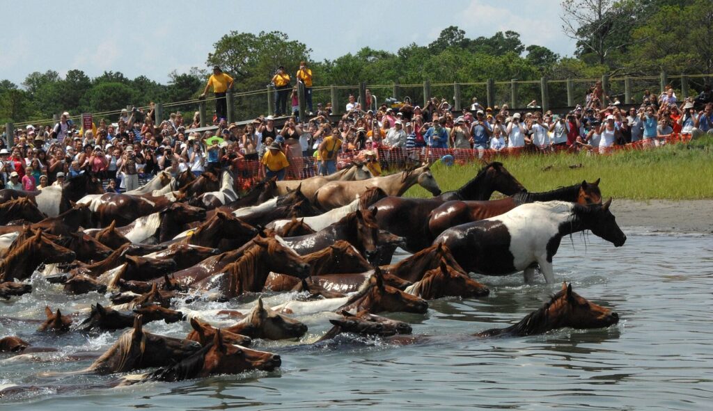 Dozens of ponies swimming across a channel while crowds watch from the marsh bank