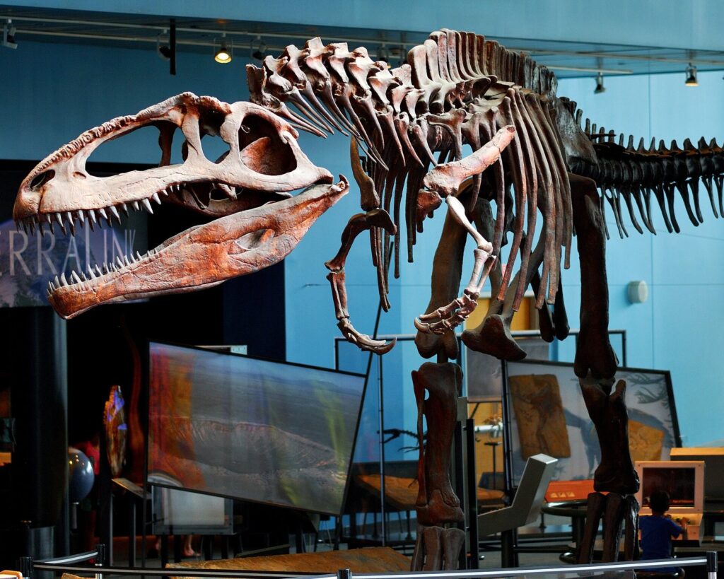 A large dinosaur skeleton cast mounted with its jaws open in a museum hall