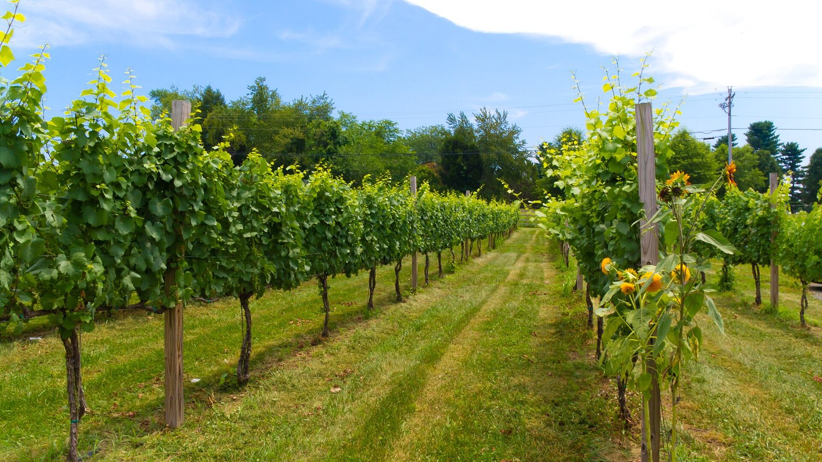 Maryland Wineries: The Complete Guide to Wine Trails, Breweries and Distilleries