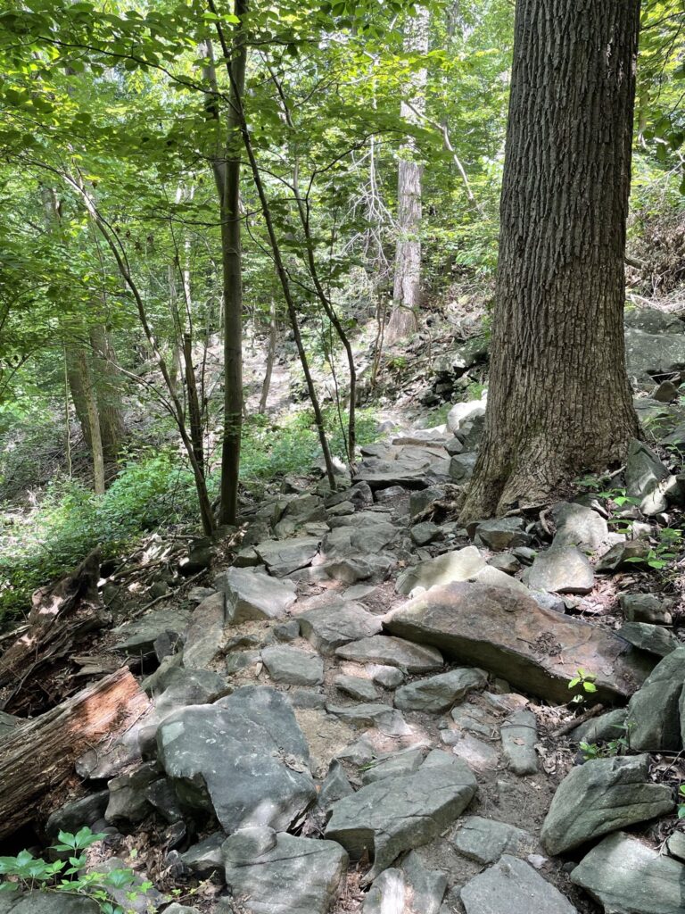A rocky trail climbing through green summer woods in Patapsco Valley State Park
