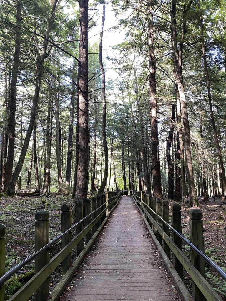 A wooden boardwalk trail running straight through a forest of tall hemlocks and pines