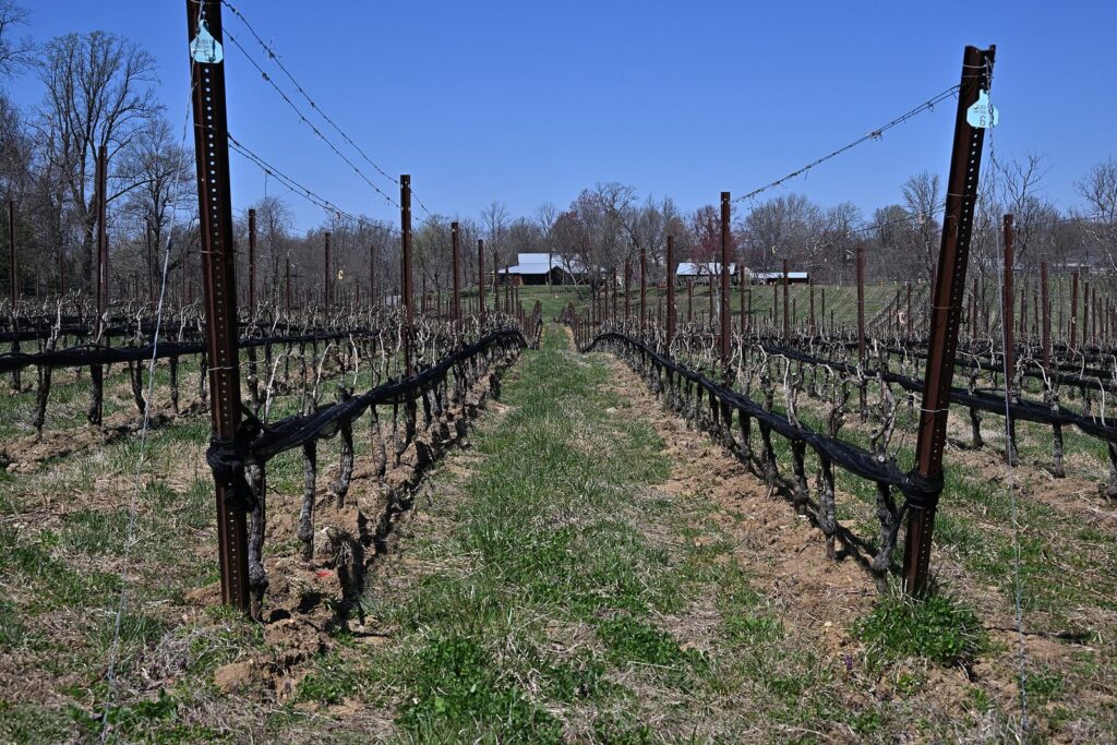 Rows of pruned, leafless grapevines on trellis wires in early spring, with farm buildings beyond