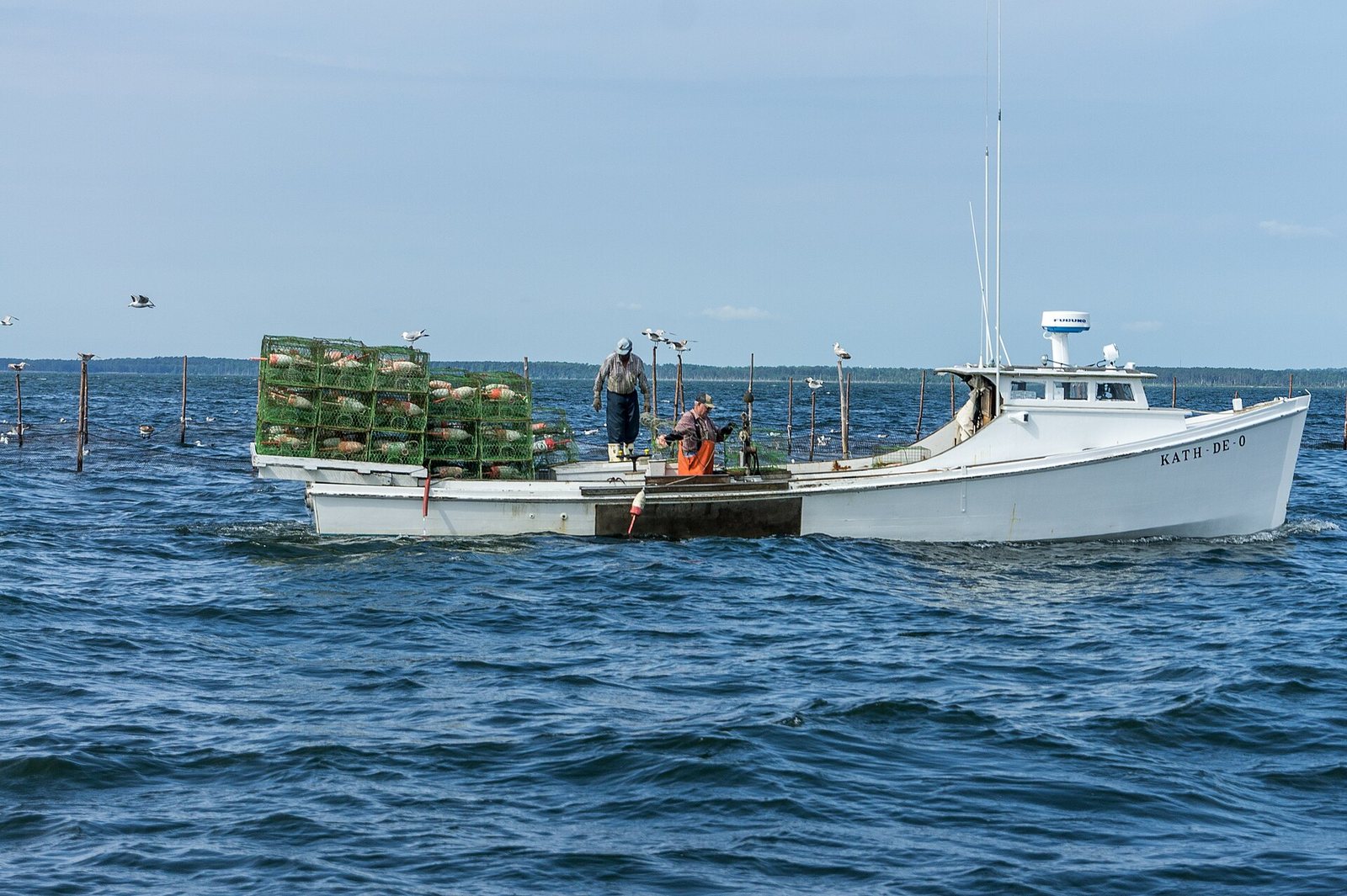 Maryland Crabs: The Complete Guide to Eating, Catching and Finding the Best